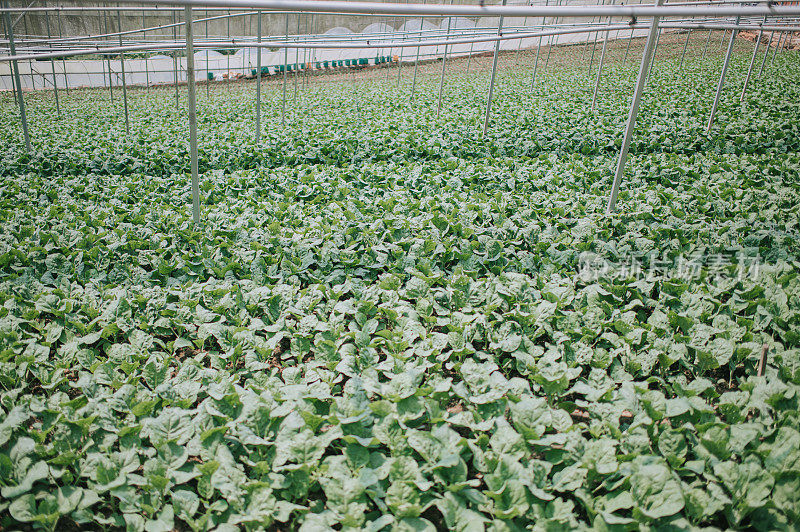 温室中大量生长的中国开兰植物