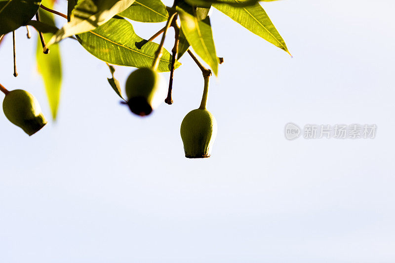 特写澳大利亚口香糖坚果，美丽的自然背景与复制空间