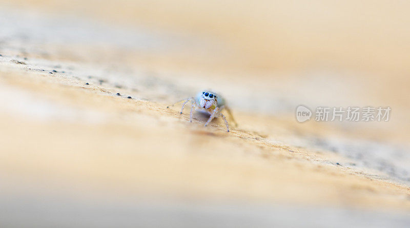 在微距拍摄Salticidae蜘蛛