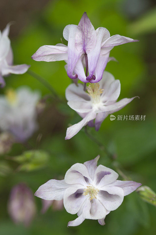 欧洲耧斗菜开花