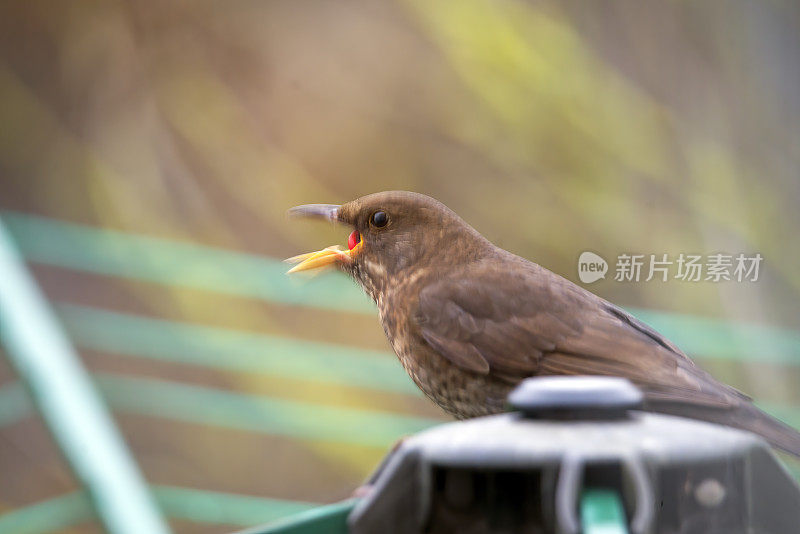 幼小的画眉鸟正在吃一种棉花属植物的浆果