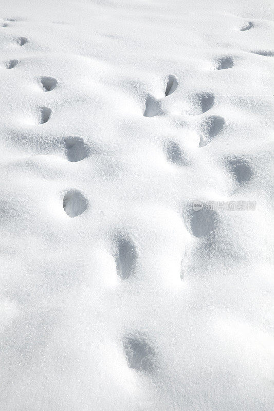 白雪背景的特写