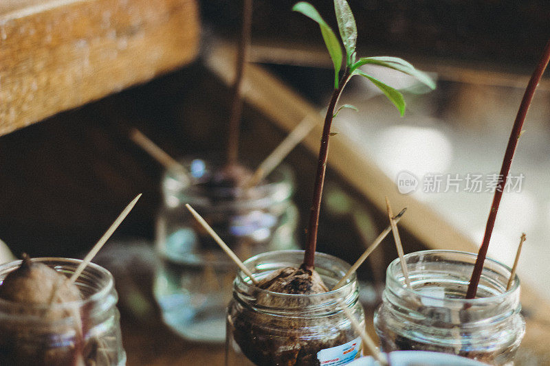 在家种植鳄梨