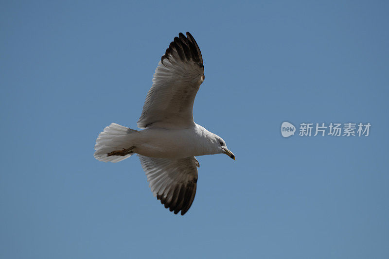 环嘴鸥在湖上空盘旋寻找鱼