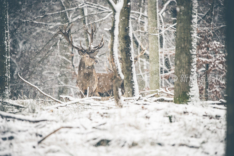 鹿在winterwonderland