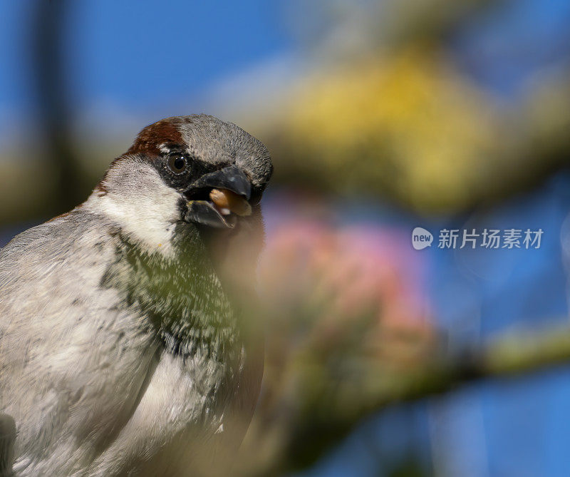 家麻雀在喂鸟器上