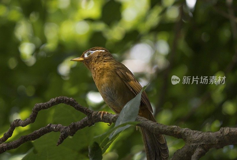 中国花眉橙褐色鸟，白色带眼睛