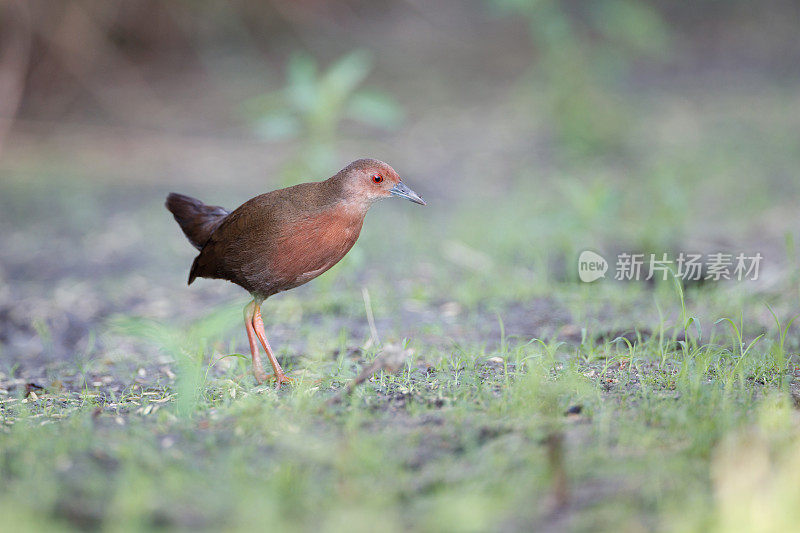 水鸟:成年红胸秧鸡，或红胸秧鸡