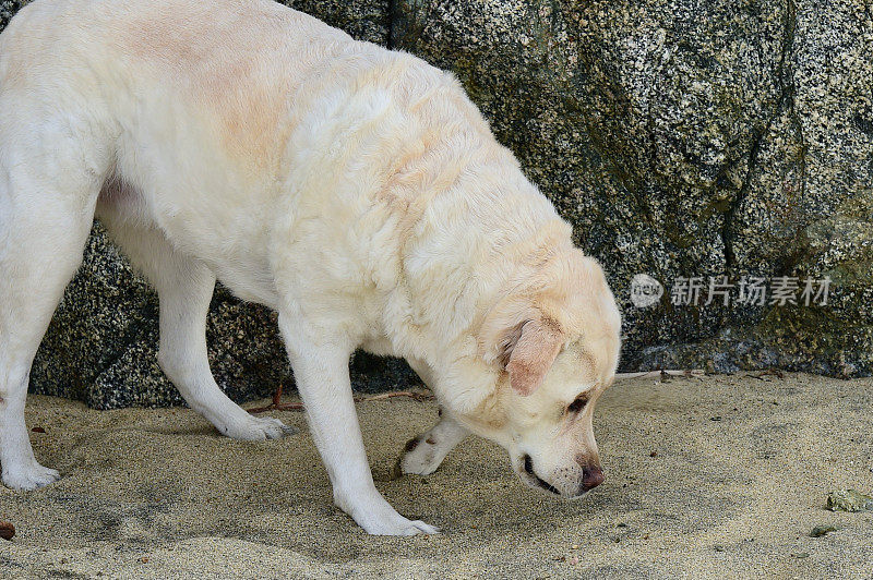 海滩上的拉布拉多寻回犬