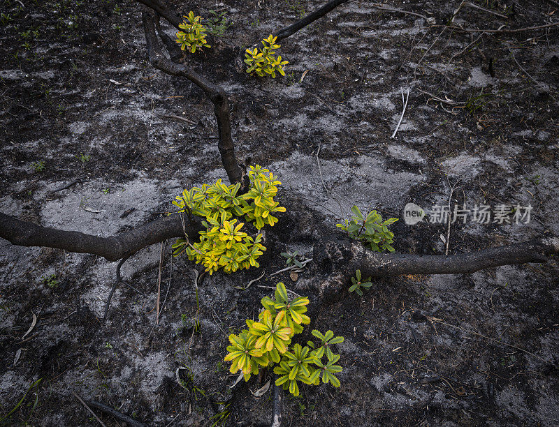 野火过后，植物又开始生长