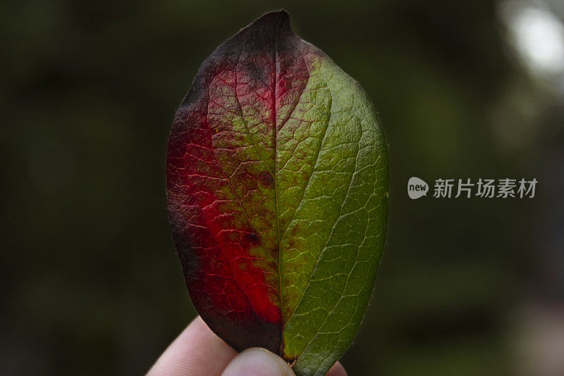 黑暗背景上的秋叶