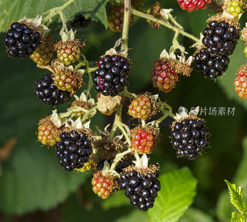 野生黑莓成熟和未成熟的西俄勒冈州
