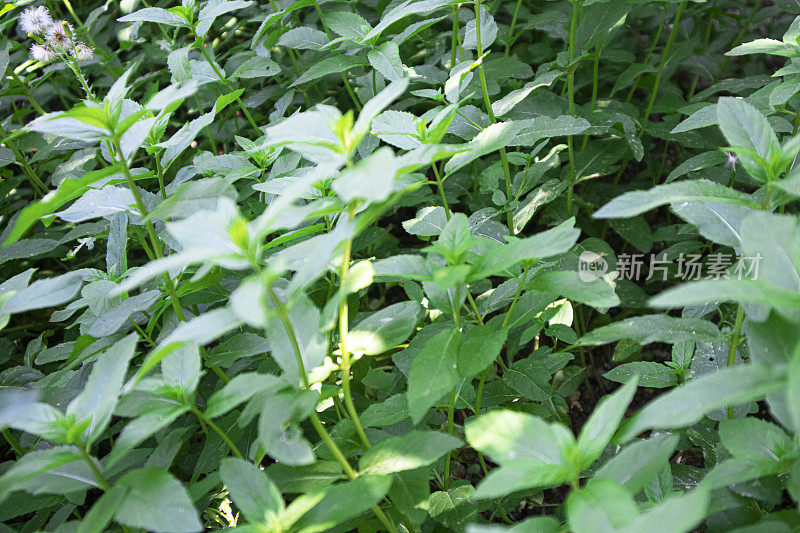 新鲜的绿色薄荷植物在田间生长。近缘薄荷叶植物生长在有机蔬菜园