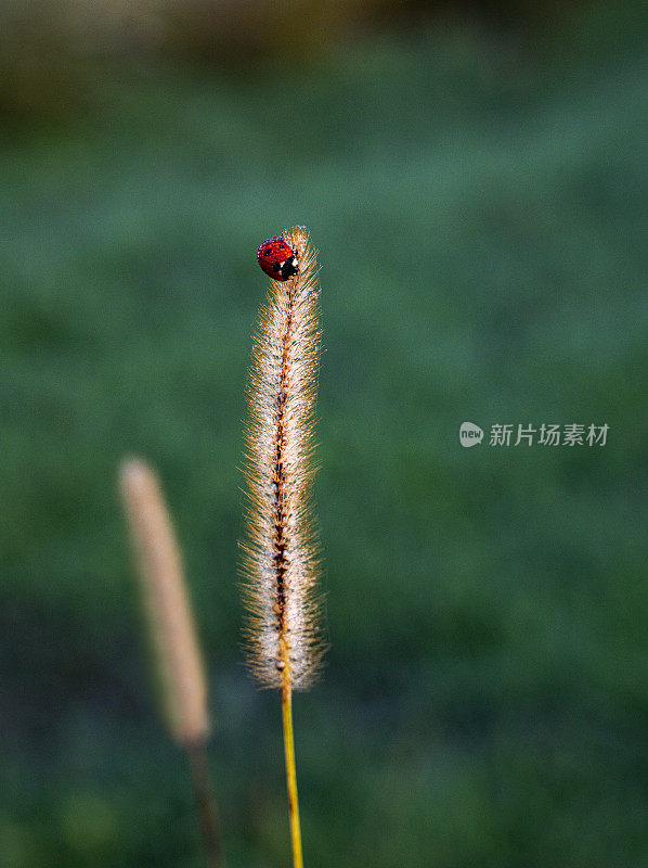 日出时草地上的瓢虫。晨露落在草地上和瓢虫