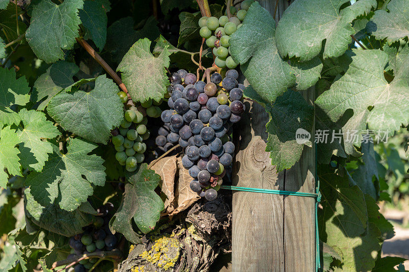 在意大利拉齐奥特拉奇纳附近的葡萄园里，一串串的梅洛葡萄正在成熟
