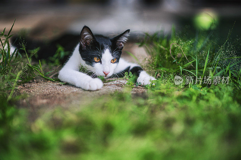 好奇的黑白混血小猫在后院的房子准备攻击狩猎