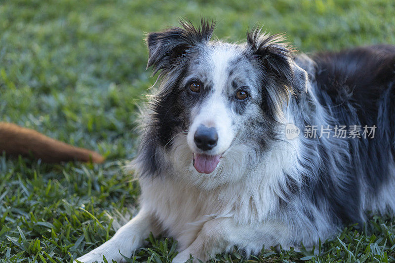 快乐的边境牧羊犬在后院