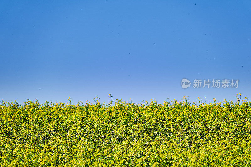 油菜地与蓝天，水平线