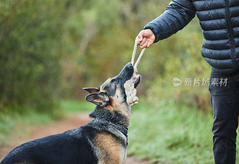 一个认不出来的男人和他可爱的德国牧羊犬在公园里玩耍