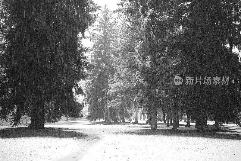 公园在冬天下雪