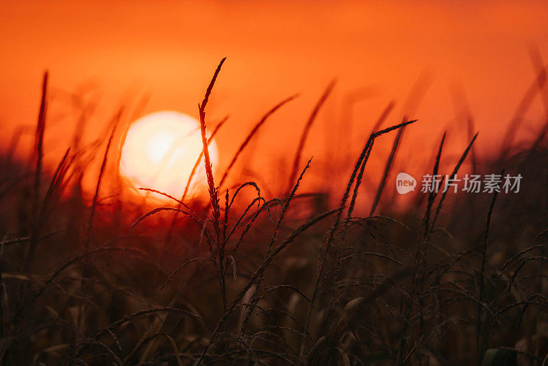 玉米田在美丽的夕阳下，太阳和玉米植株在最前面