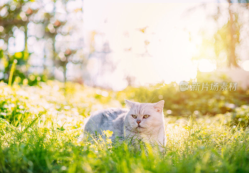 英国短毛猫躺在绿草地上