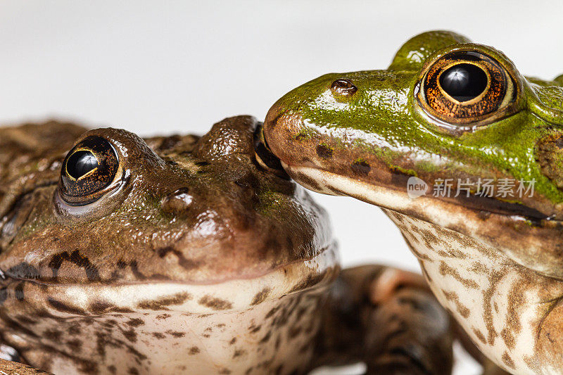 两栖动物肖像:青蛙脸对脸多样性