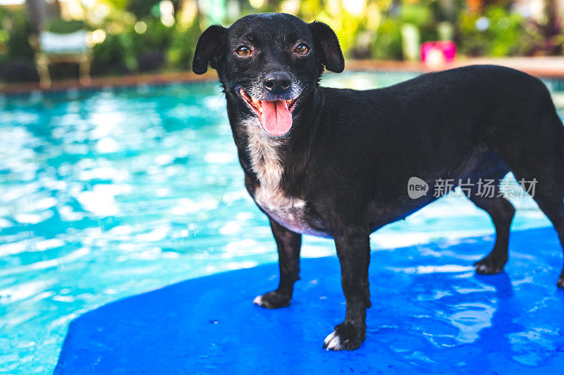 一只有趣的小狗在后院的家庭泳池里冲浪