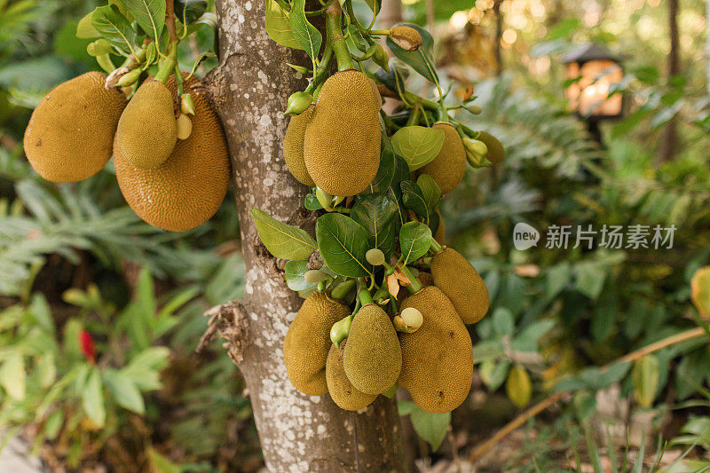 在南佛罗里达，成群的菠萝蜜生长在一棵杰克树上