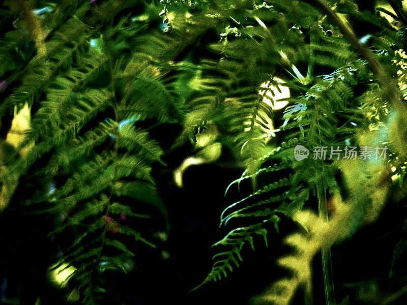拜伦湾腹地热带雨林蕨类植物与满月