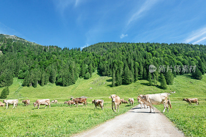 在瑞士阿尔卑斯山的阿尔普斯坦，一群牛正在过马路