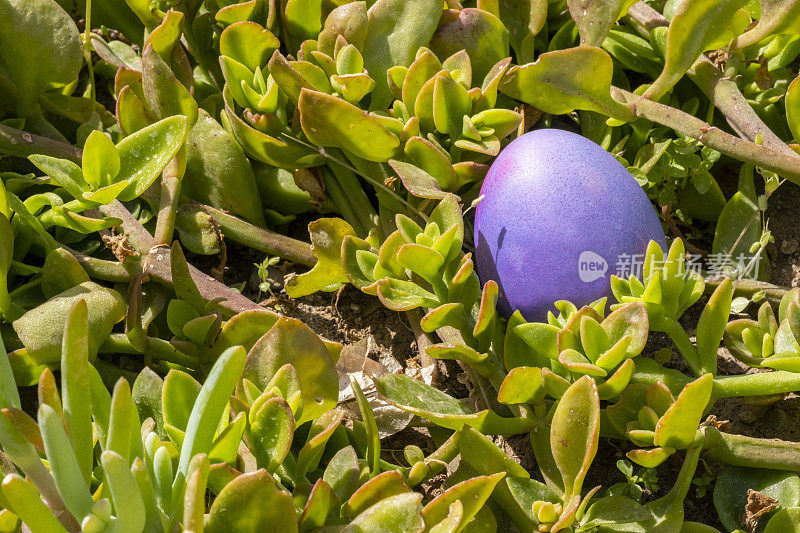一个隐藏在草地上的紫色复活节彩蛋