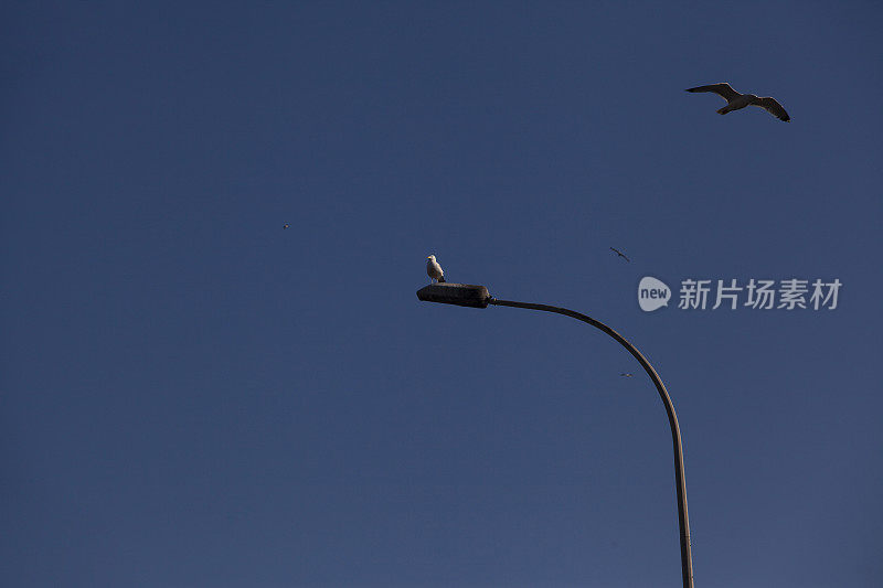 海鸥在灯柱上