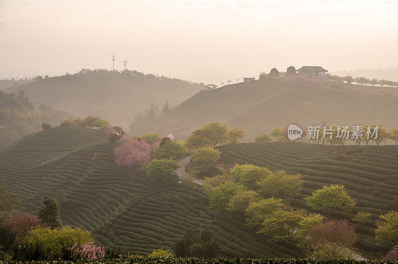 中国福建省的一个茶园种植了樱桃树，在清晨的景色中