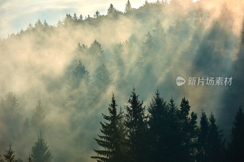 阳光明媚的早晨，雾蒙蒙的森林