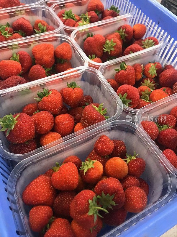 水果农场刚摘的草莓
