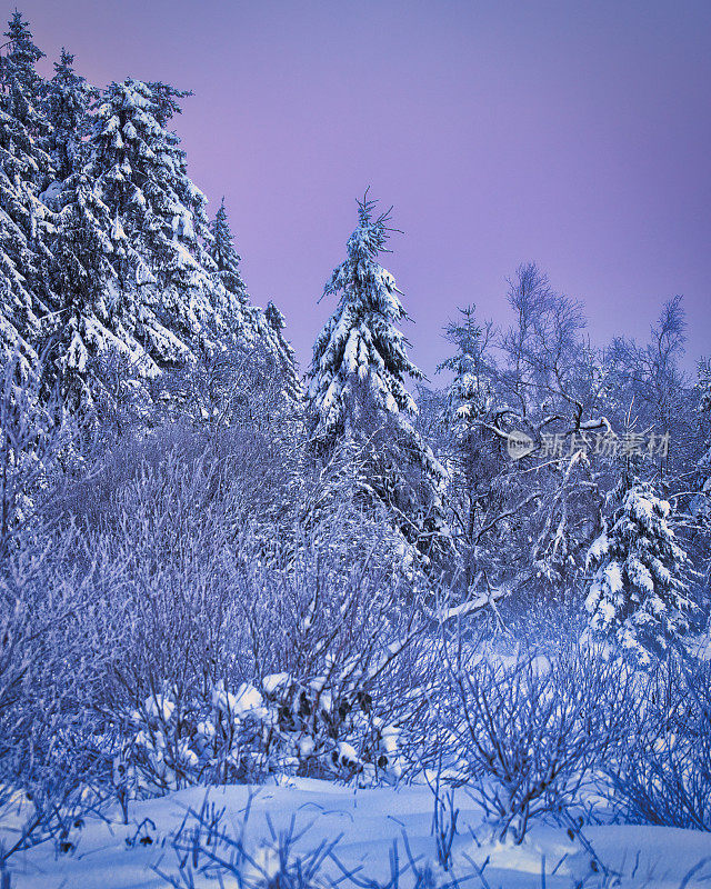 在一个神奇的早晨在一个白雪皑皑的森林