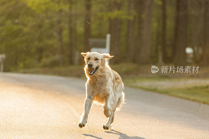 幸福的家庭宠物金毛猎犬在明亮温暖的阳光下向镜头跑去