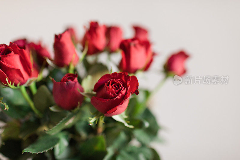 24朵经典的丰富的红玫瑰在明亮的自然光