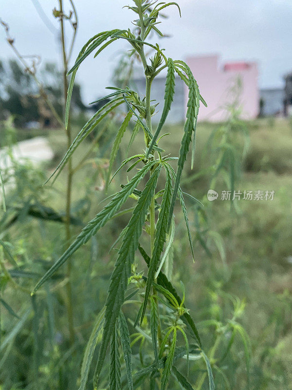 野生大麻植物的特写图像，大麻药物生长在荒地路边，野生印度大麻植物生长作为杂草，重点放在前景