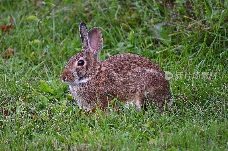 草中的棉尾兔