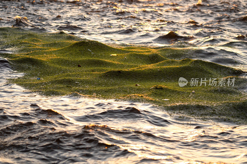 大海上的绿藻