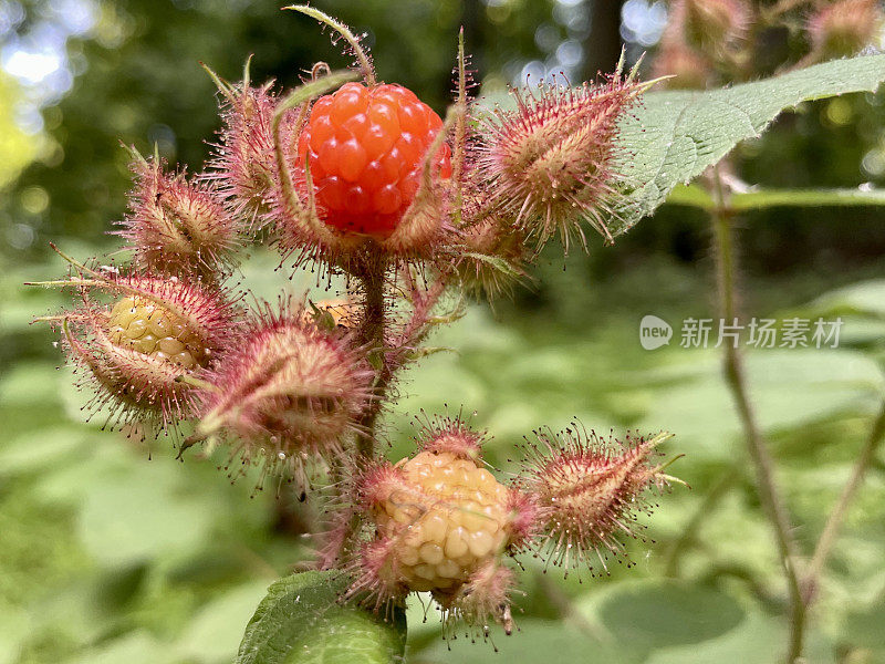 葡萄莓植物-凤凰红莓