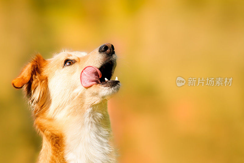 饥肠辘辘的狗想要吃的，拷贝空间