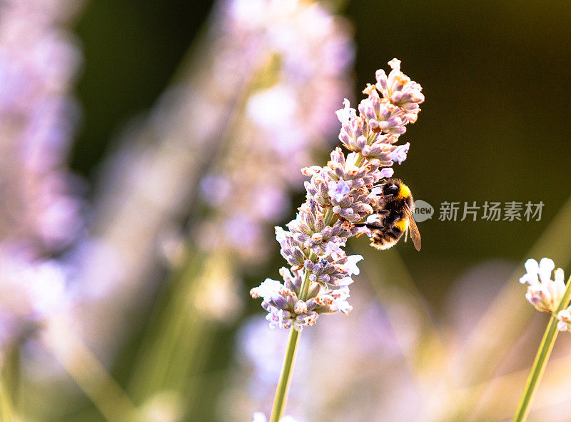 蜜蜂为薰衣草花授粉的特写