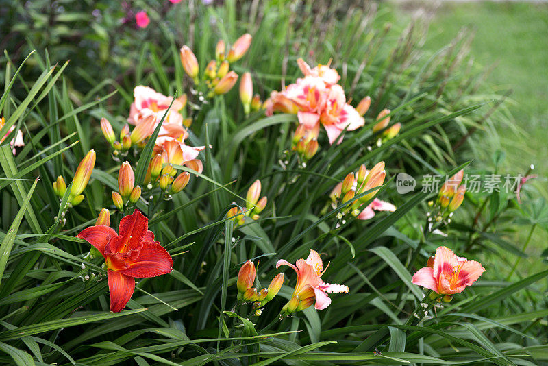 美丽的观赏花园(黄花菜)