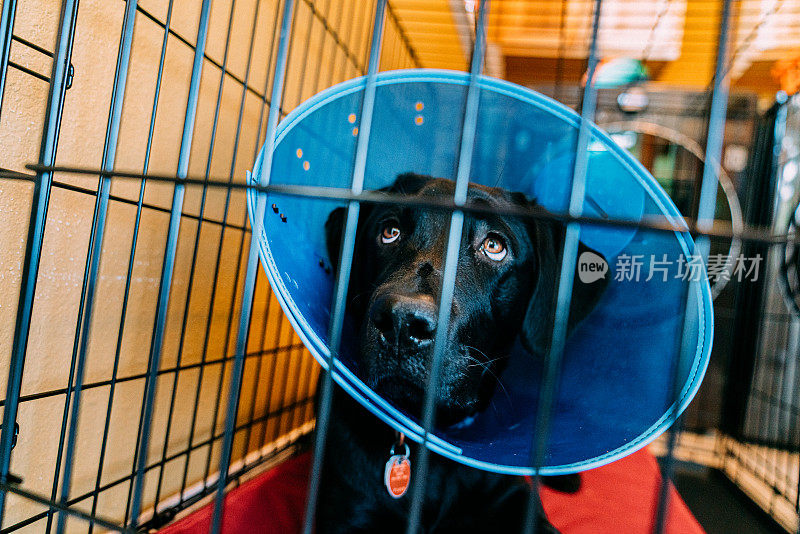 6个月大的可爱的黑色拉布拉多小狗戴着一个蓝色的“羞耻锥”，在铁笼中，从绝育手术中恢复