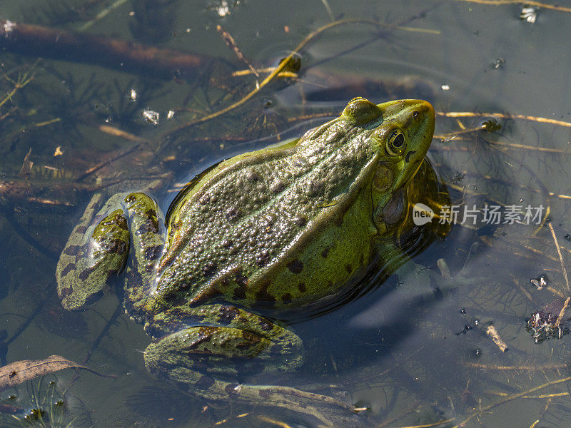 池塘里常见的水蛙