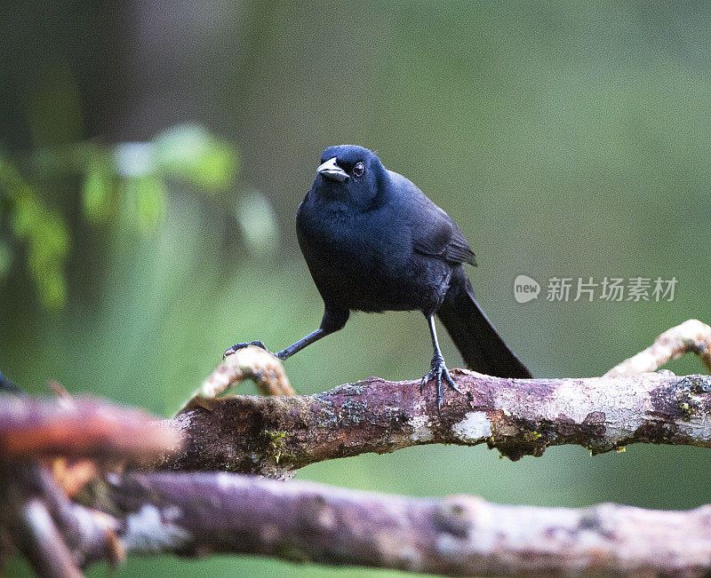 闪亮的Cowbird在树枝上，哥斯达黎加