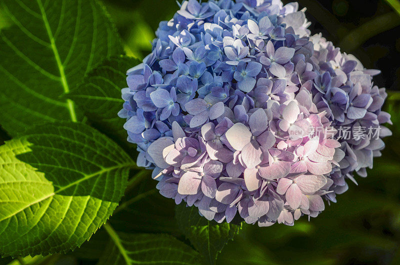 绣球花:后花园夏末的花朵